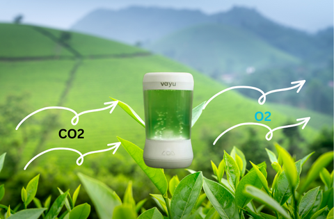 How Vayu Turns Clean-Air Science Into a Living Art