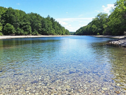 Cleaner Air with Algae: Nature’s Solution to Pollution
