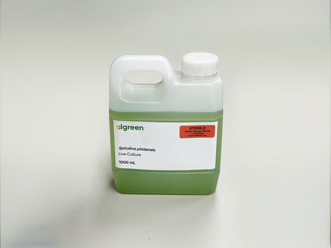 Live Spirulina Culture | Freshly Harvested Algae