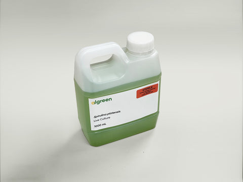 Live Spirulina Culture | Freshly Harvested Algae