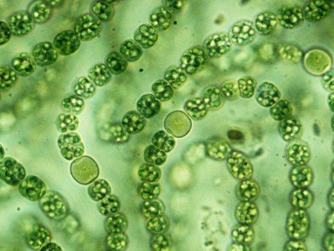 So…what exactly are microalgae?