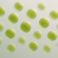 Chlorella vulgaris under microscope