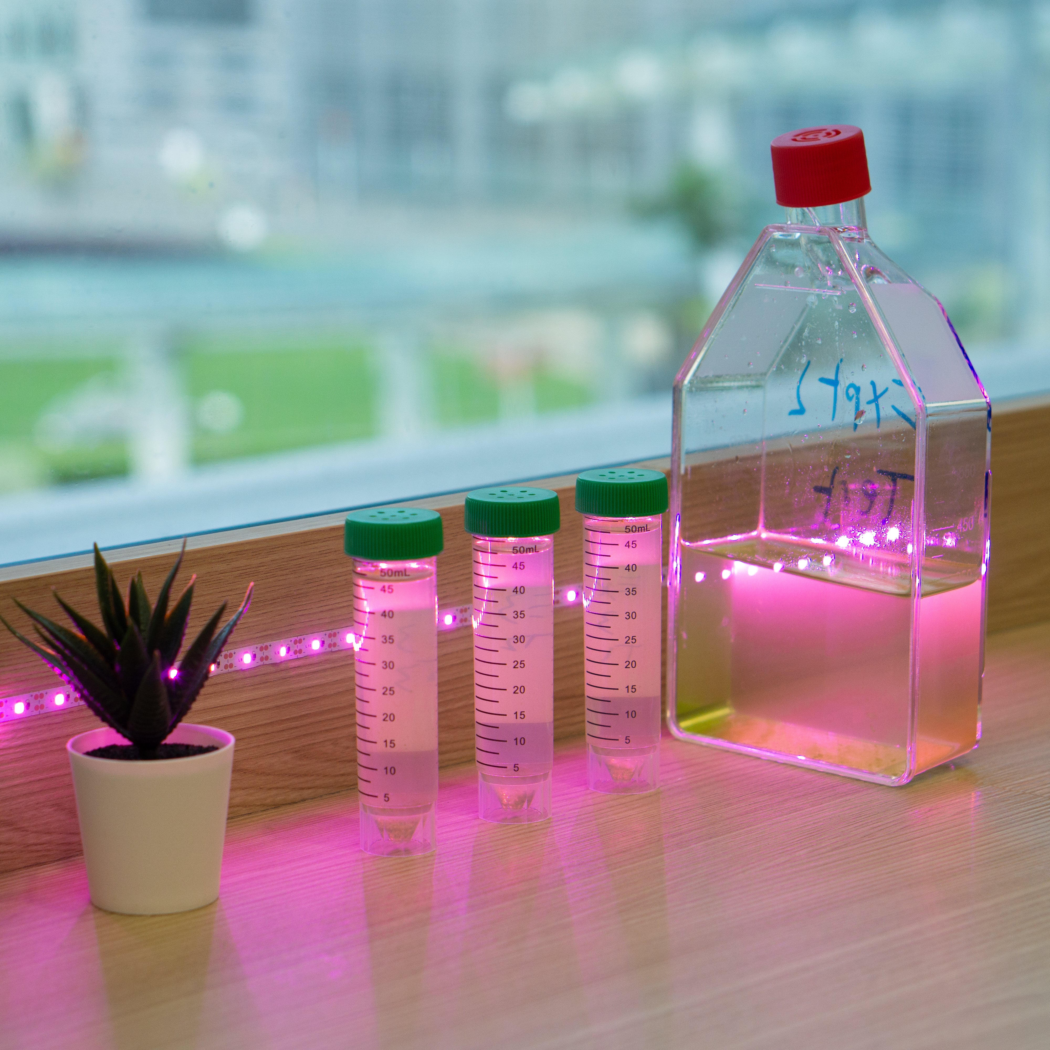 Algae Explorer | DIY Microbiology Lab
