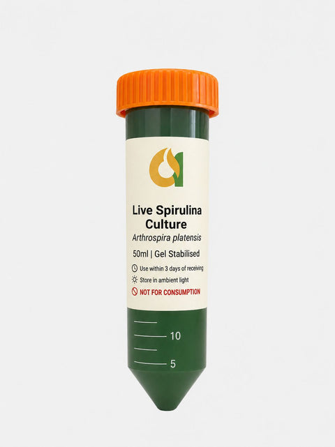 Live Spirulina Culture | Freshly Harvested Algae